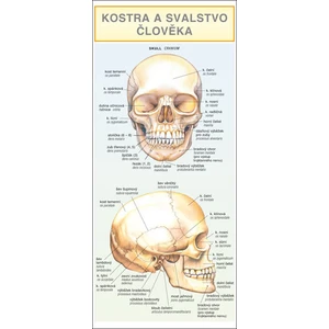 KOSTRA SVALSTVO ČLOVĚKA_leporelo - Dančová Barbora [Knihy - Leporelo]