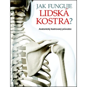 Jak funguje lidská kostra?