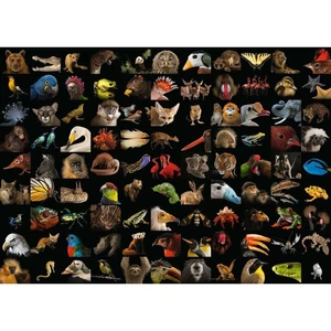 Ravensburger puzzle National Geographic Ohromující zvířata 1000 dílků
